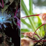 5 Bunga Unik dan Cantik yang Cocok untuk Koleksi Tanaman Hias di Rumah