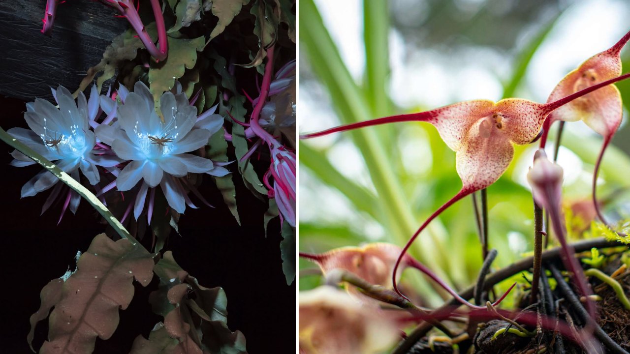 5 Bunga Unik dan Cantik yang Cocok untuk Koleksi Tanaman Hias di Rumah