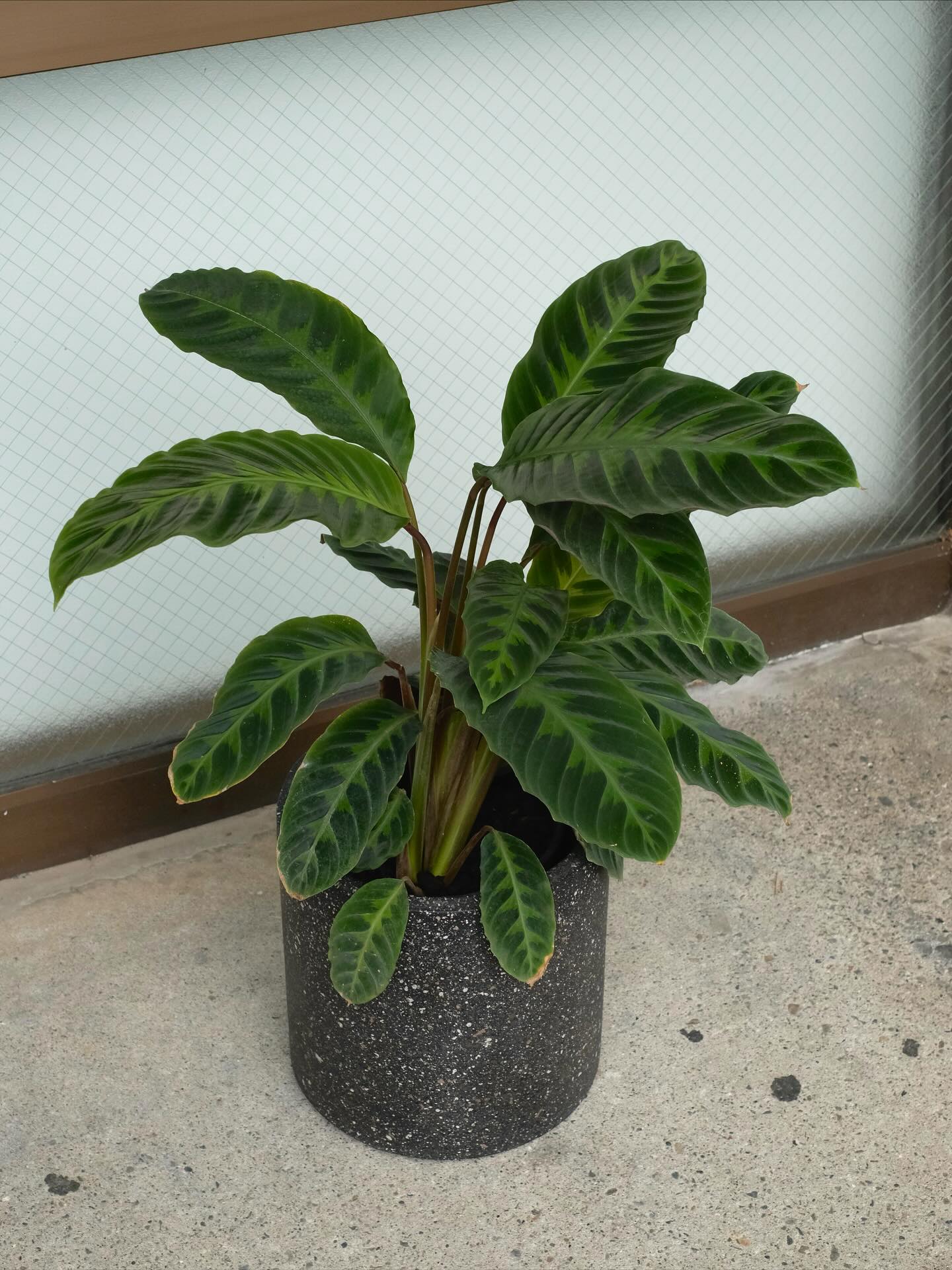 Calathea