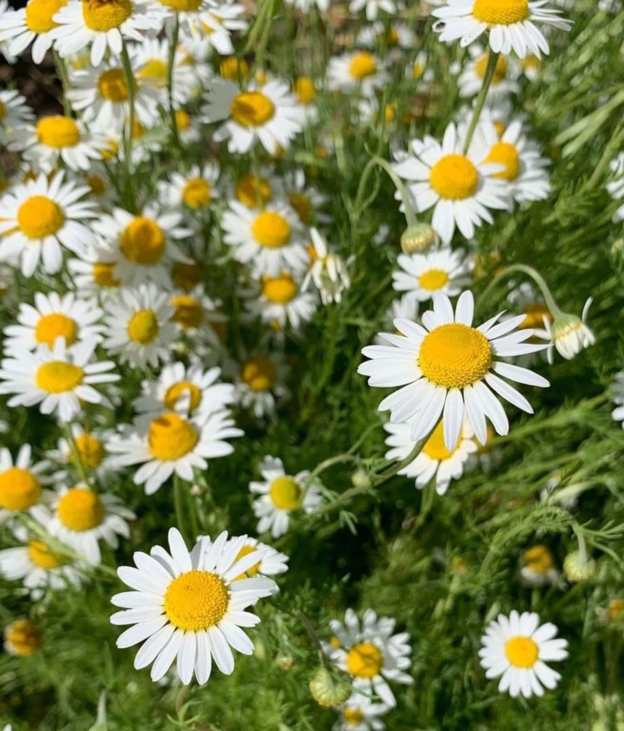 Chamomile