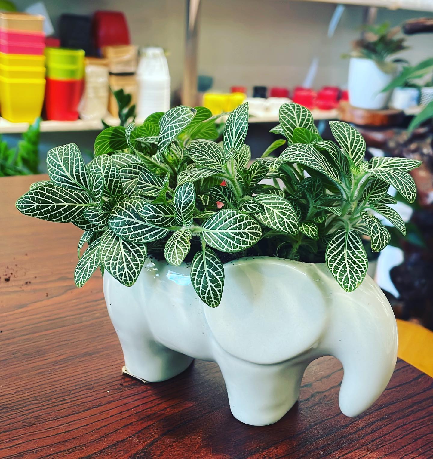 Fittonia