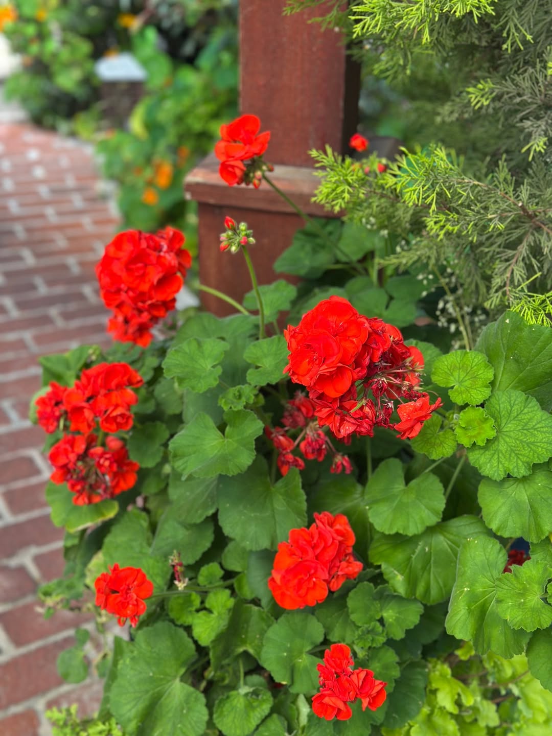 Tanaman Pengusir Anjing