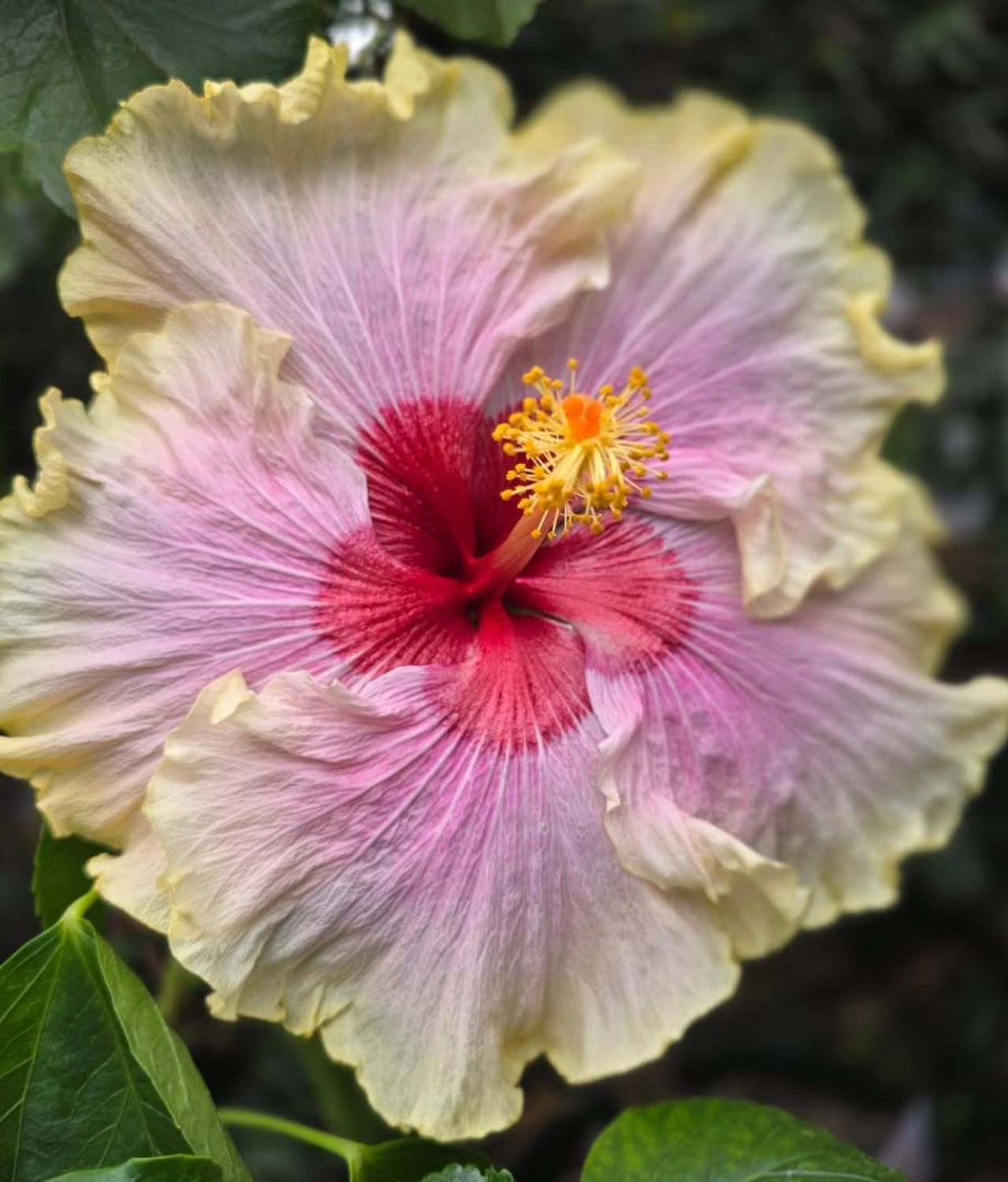 Hibiscus Bold and Sassy