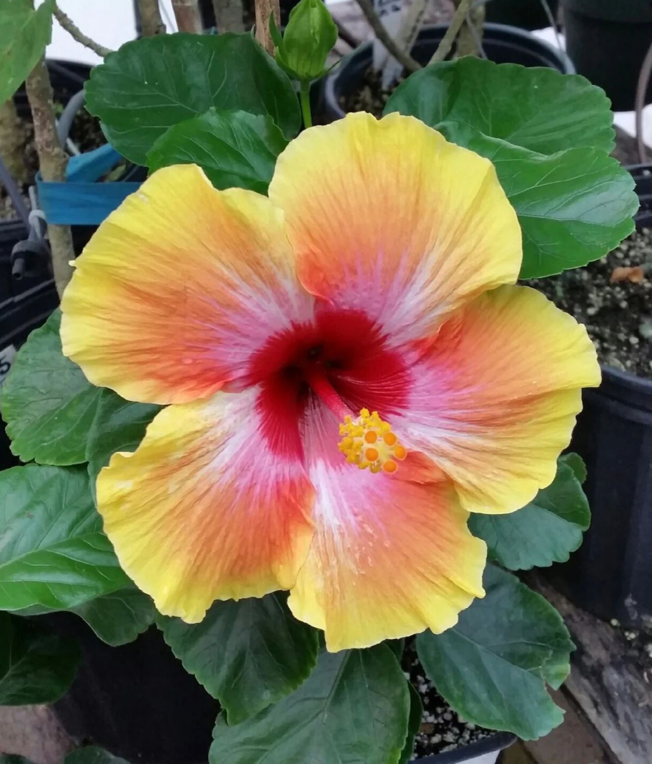 Hibiscus Cosmic Dancer