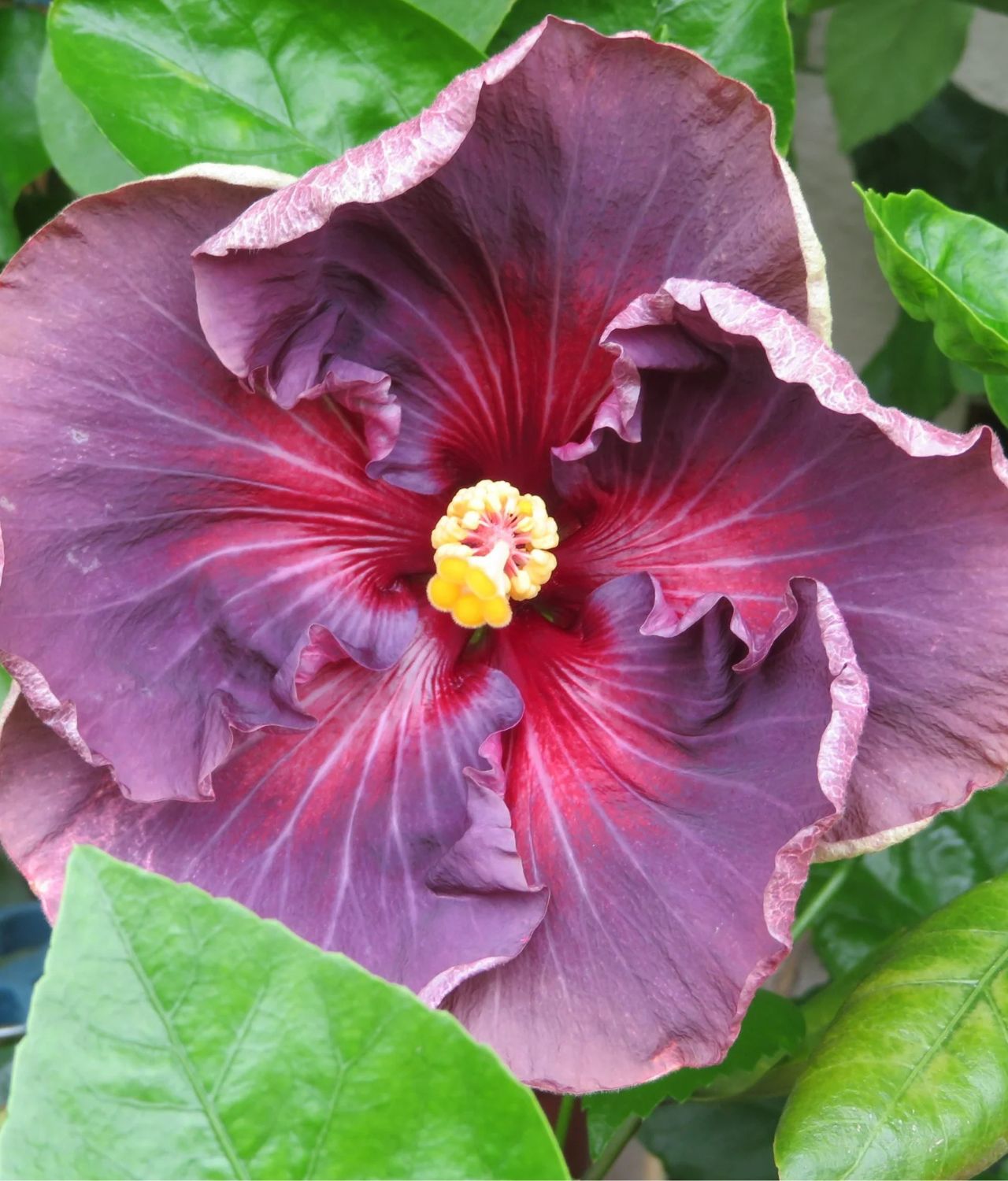 Hibiscus Delta Dawn