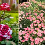 5 Jenis Bunga untuk Buket yang Bisa Ditanam di Rumah