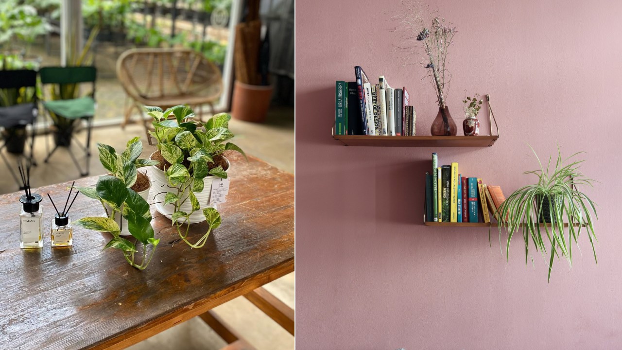 6 Jenis Tanaman Hias Meja untuk Mempercantik Rumah