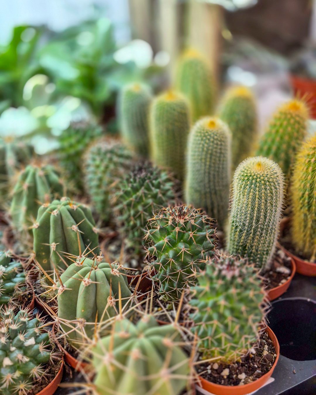 tanaman di pot kecil