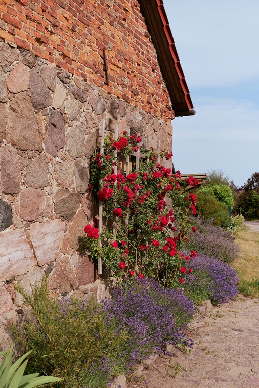 tanaman yang tidak disukai ulat