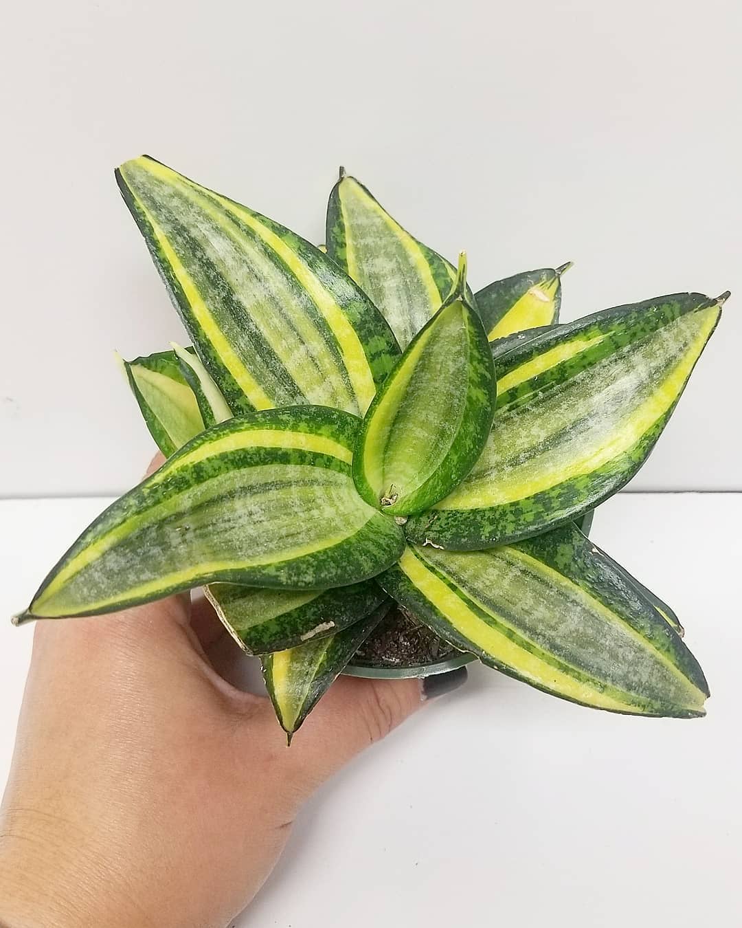 Lidah Mertua Golden Hahnii