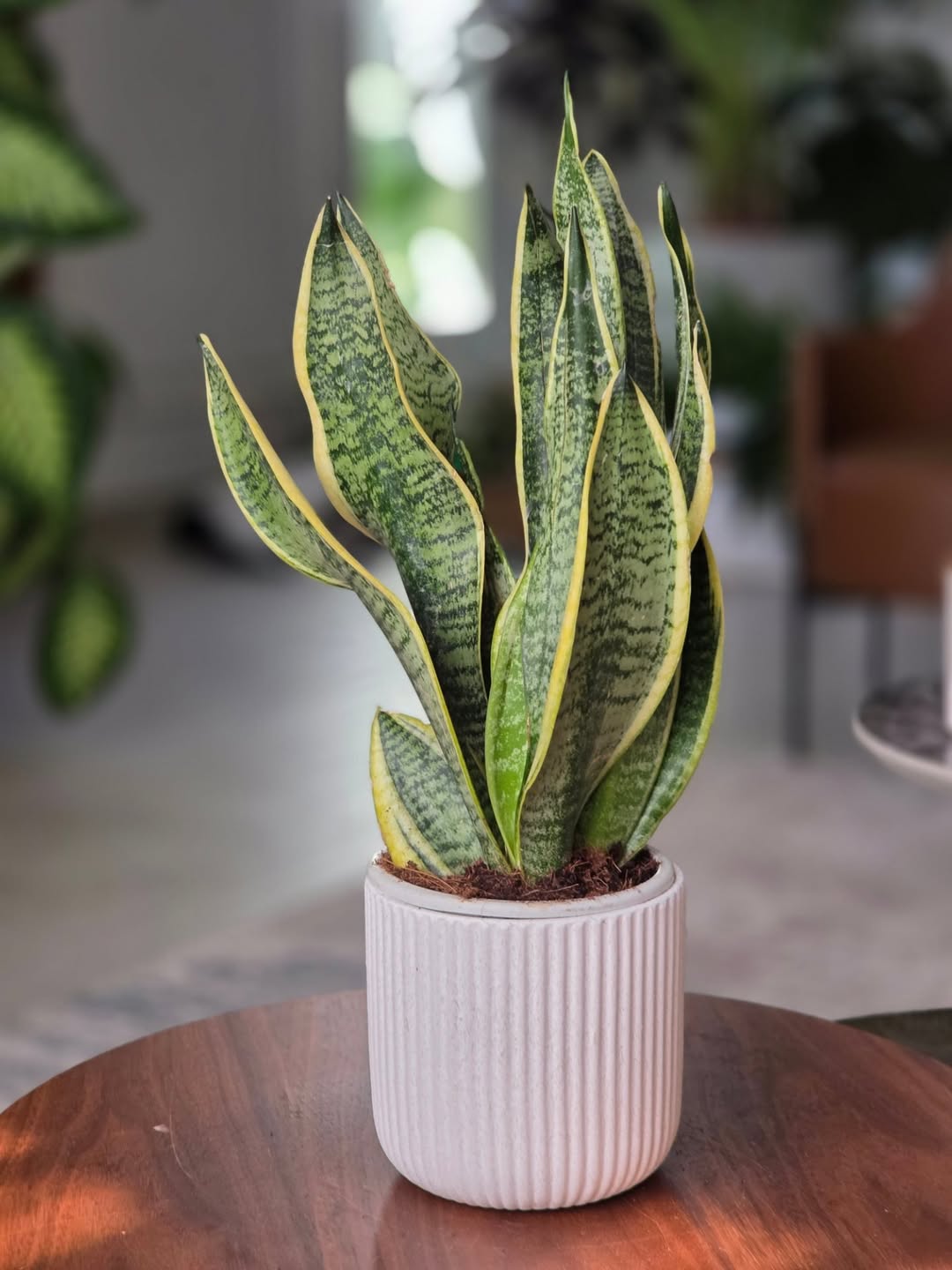 tanaman di pot kecil