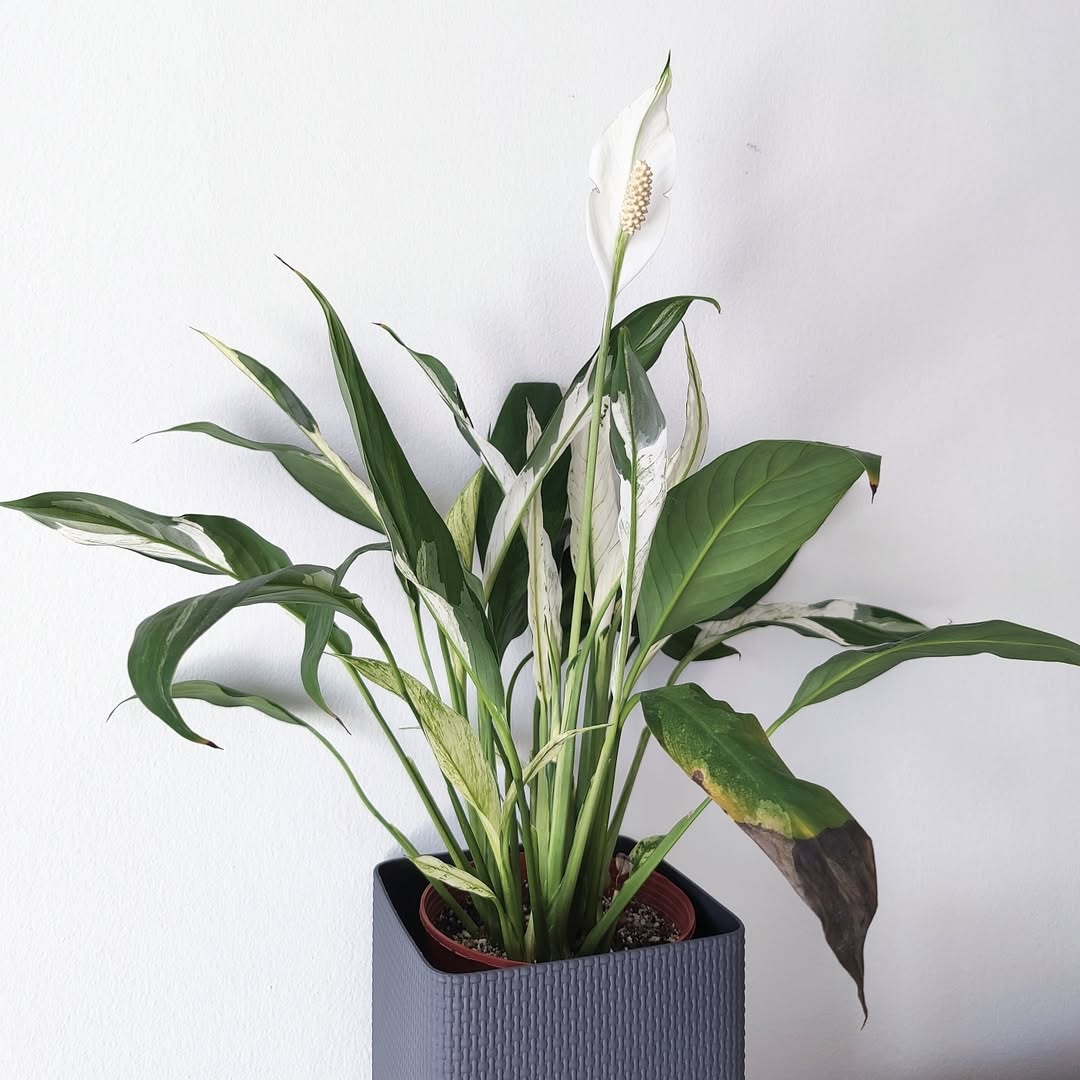 tanaman di kamar kost