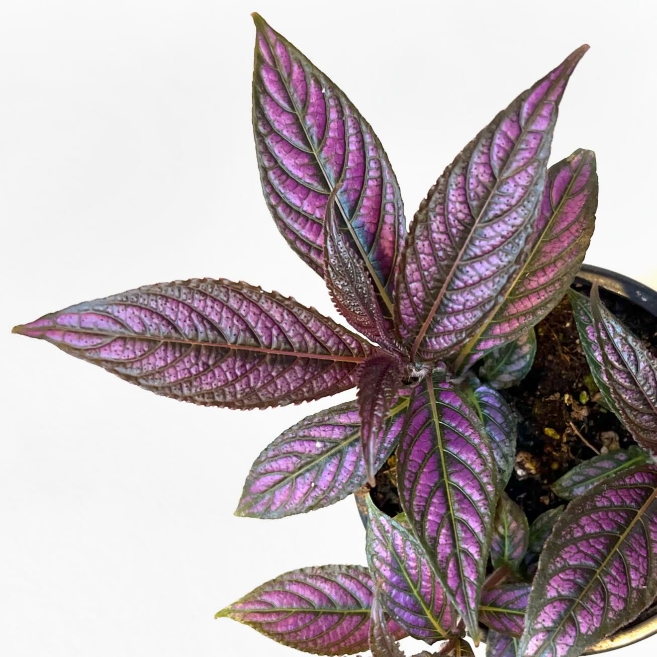 Persian Shield