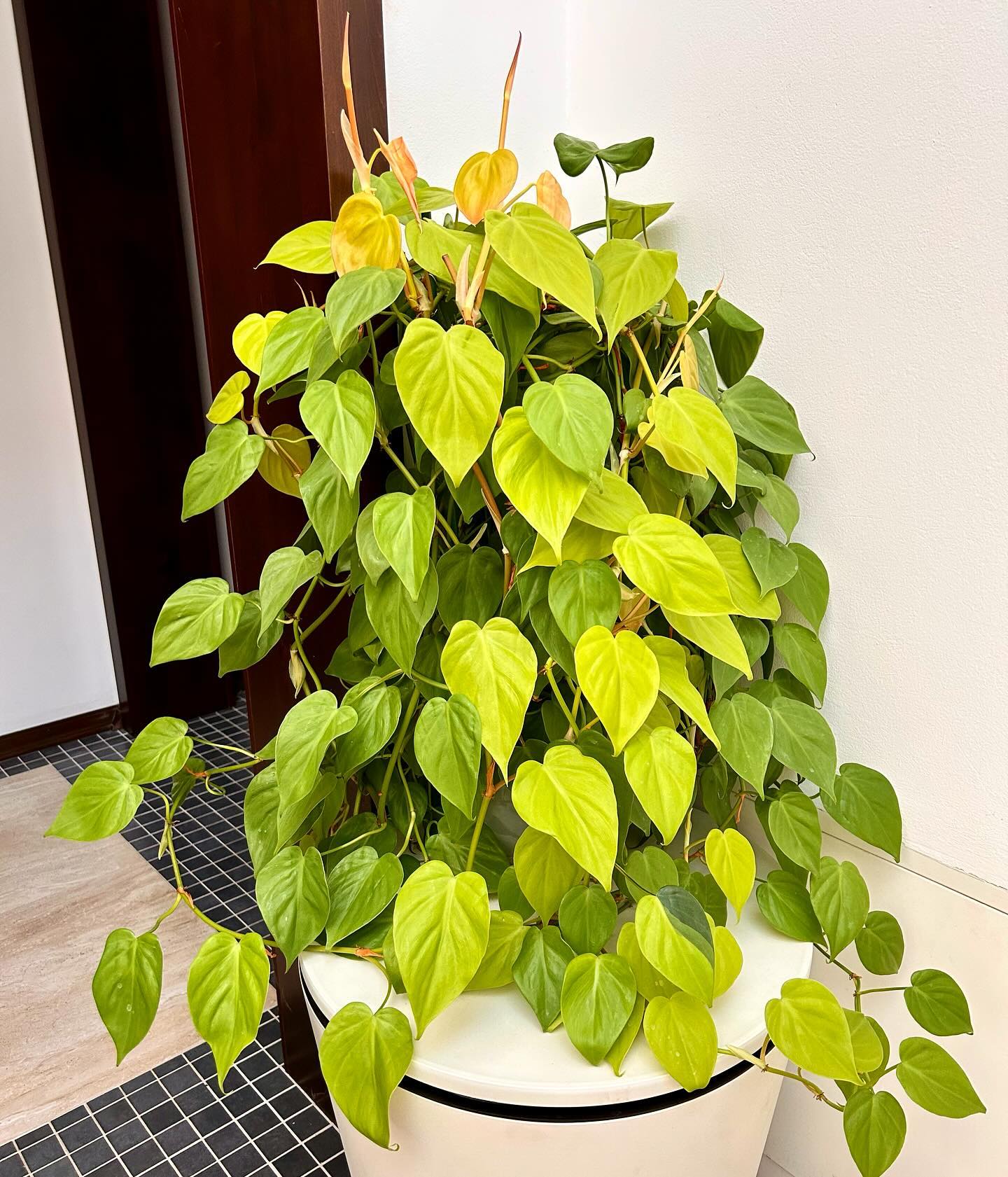 Philodendron Lemon Lime