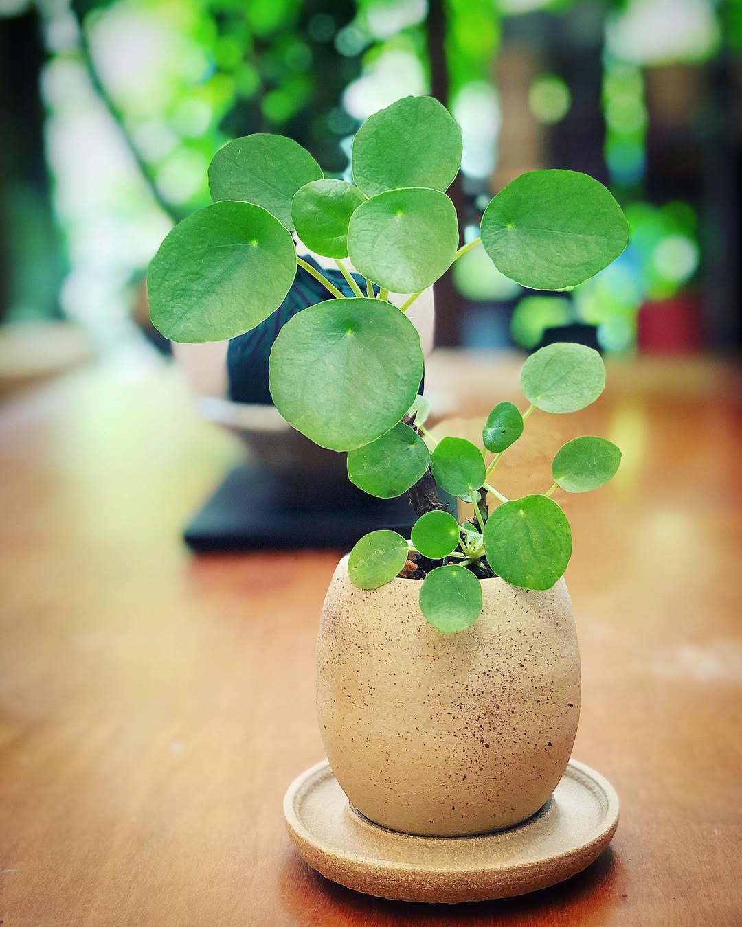 jenis tanaman hias meja