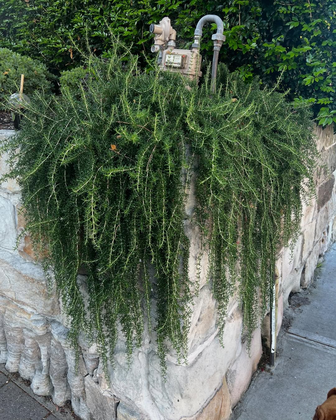 Tanaman Pengusir Anjing