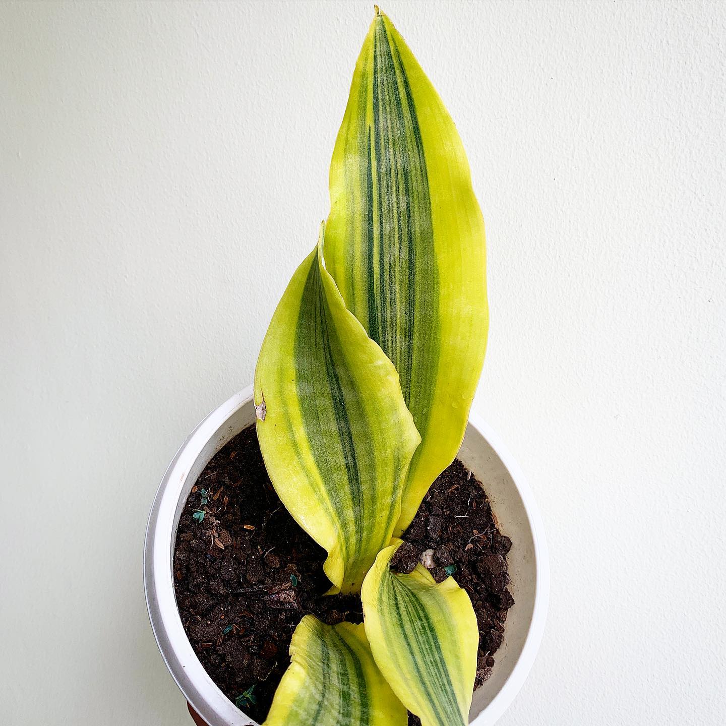Sansivieria Laurentii