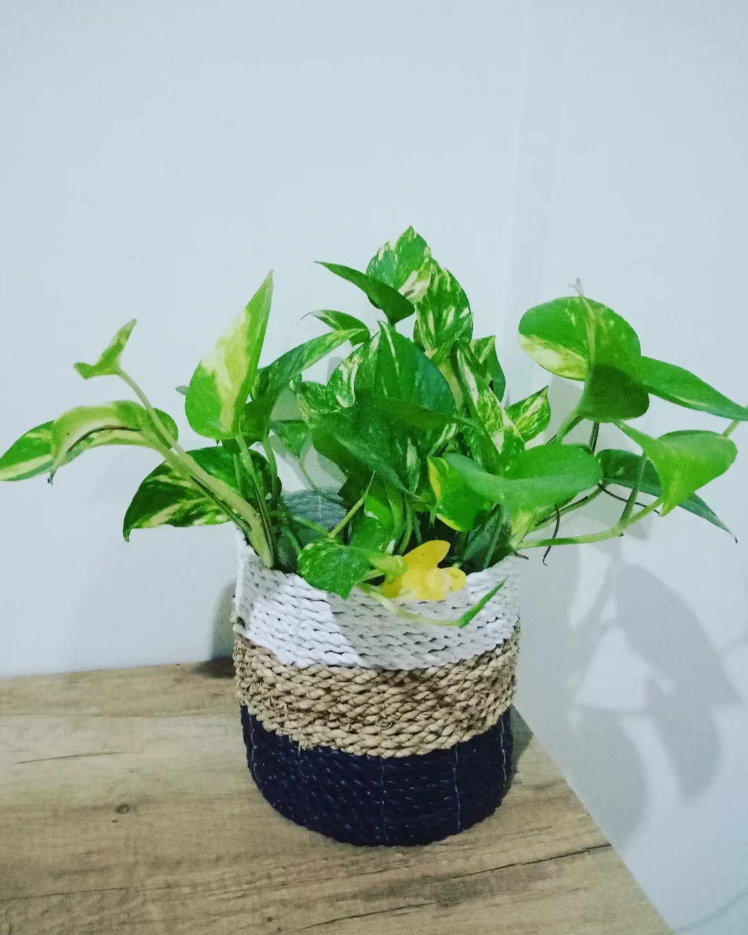 tanaman di pot kecil