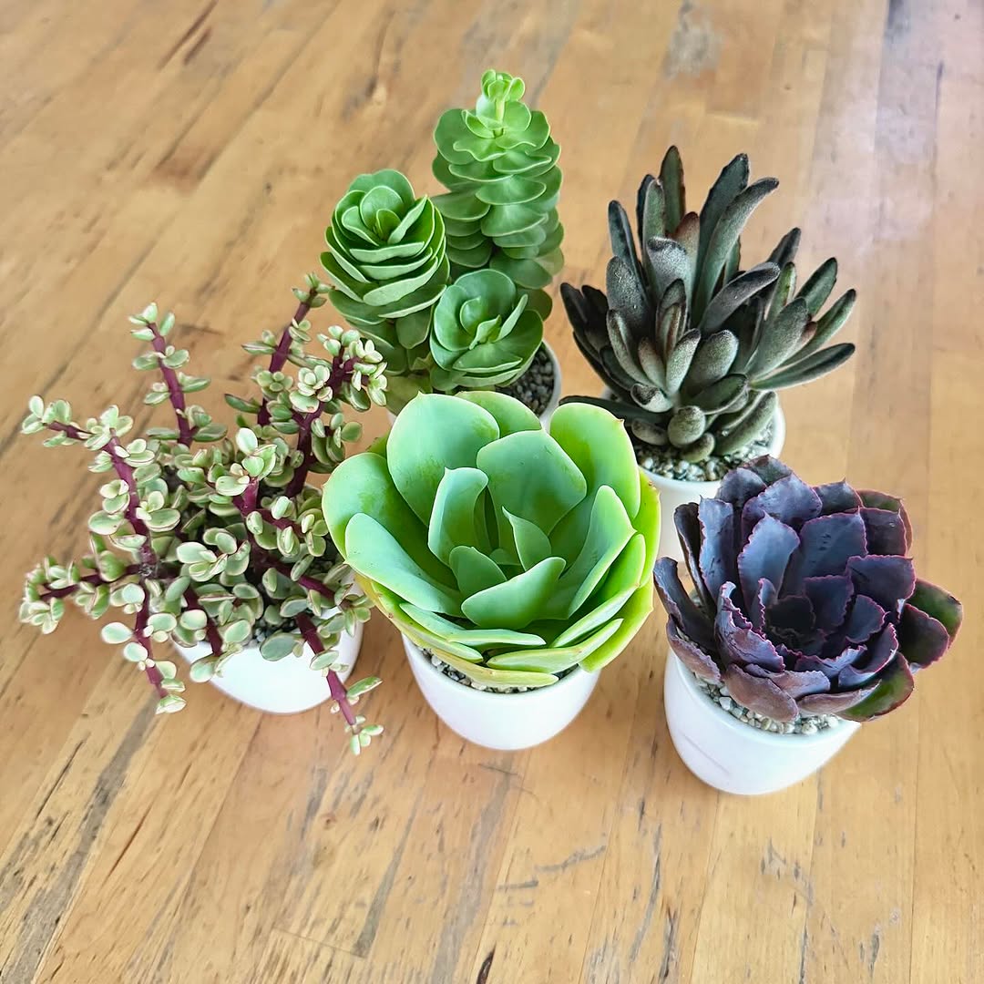 tanaman di pot kecil