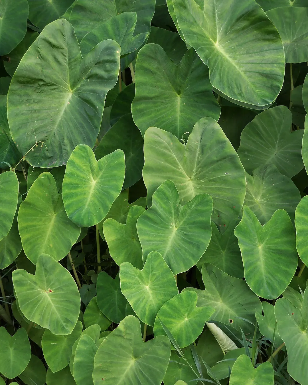 tanaman penyerap air banjir