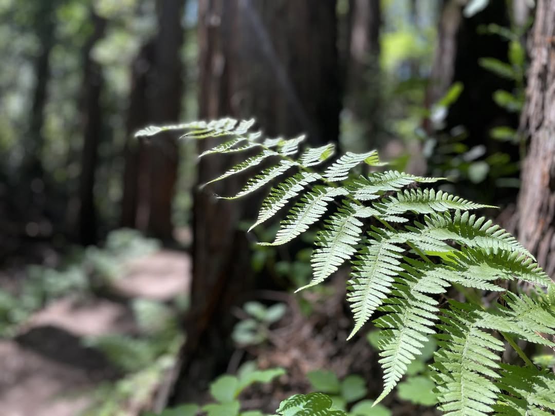 tanaman penyerap air 