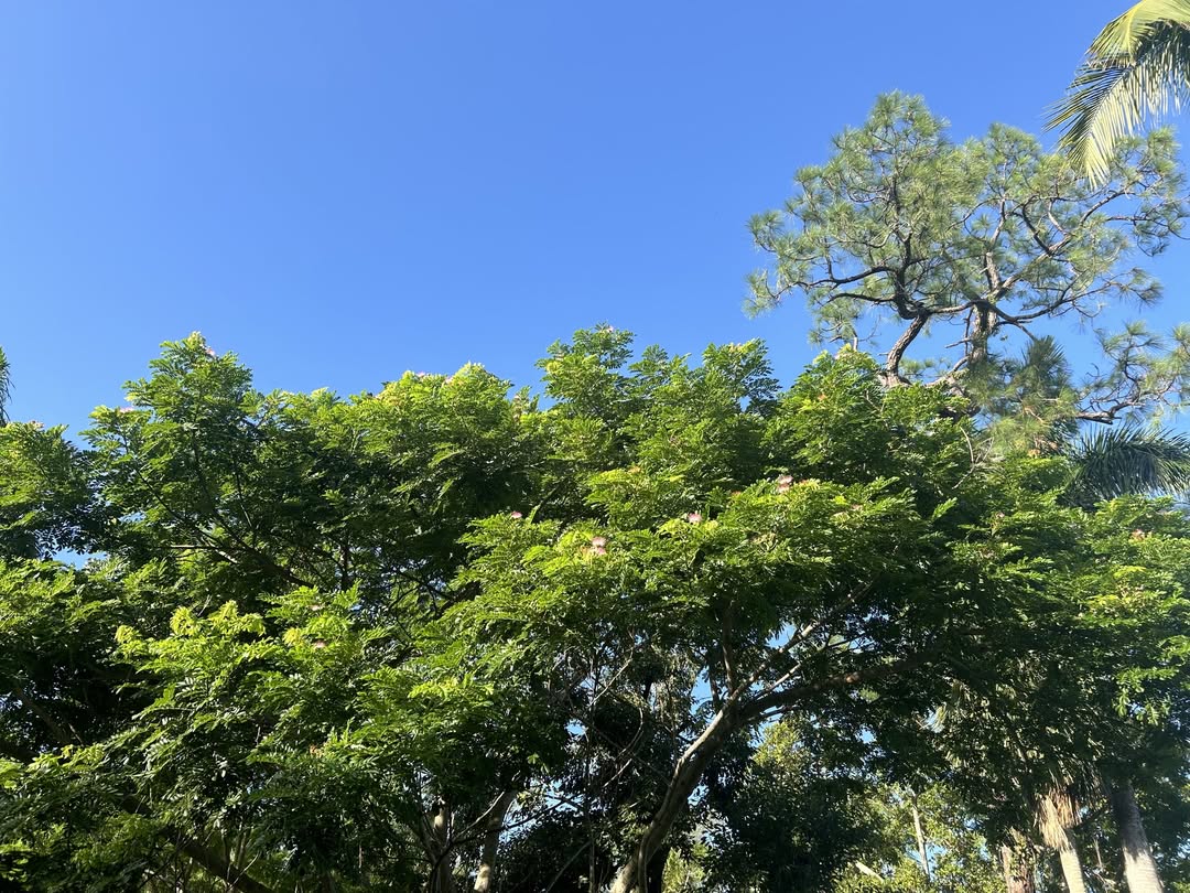 tanaman penyerap air banjir