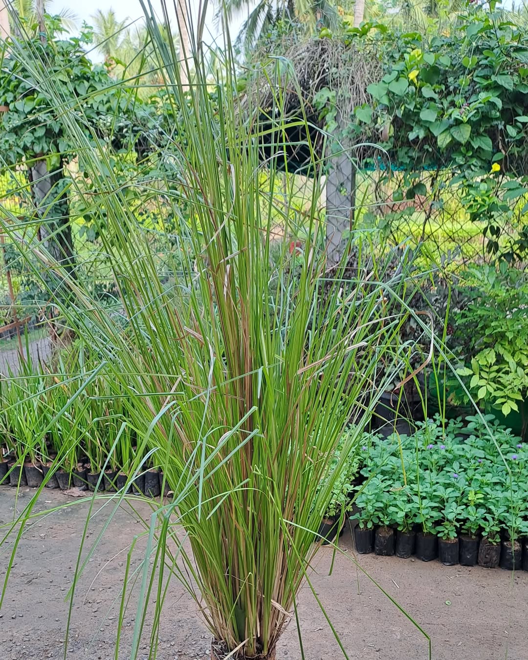 tanaman penyerap air banjir