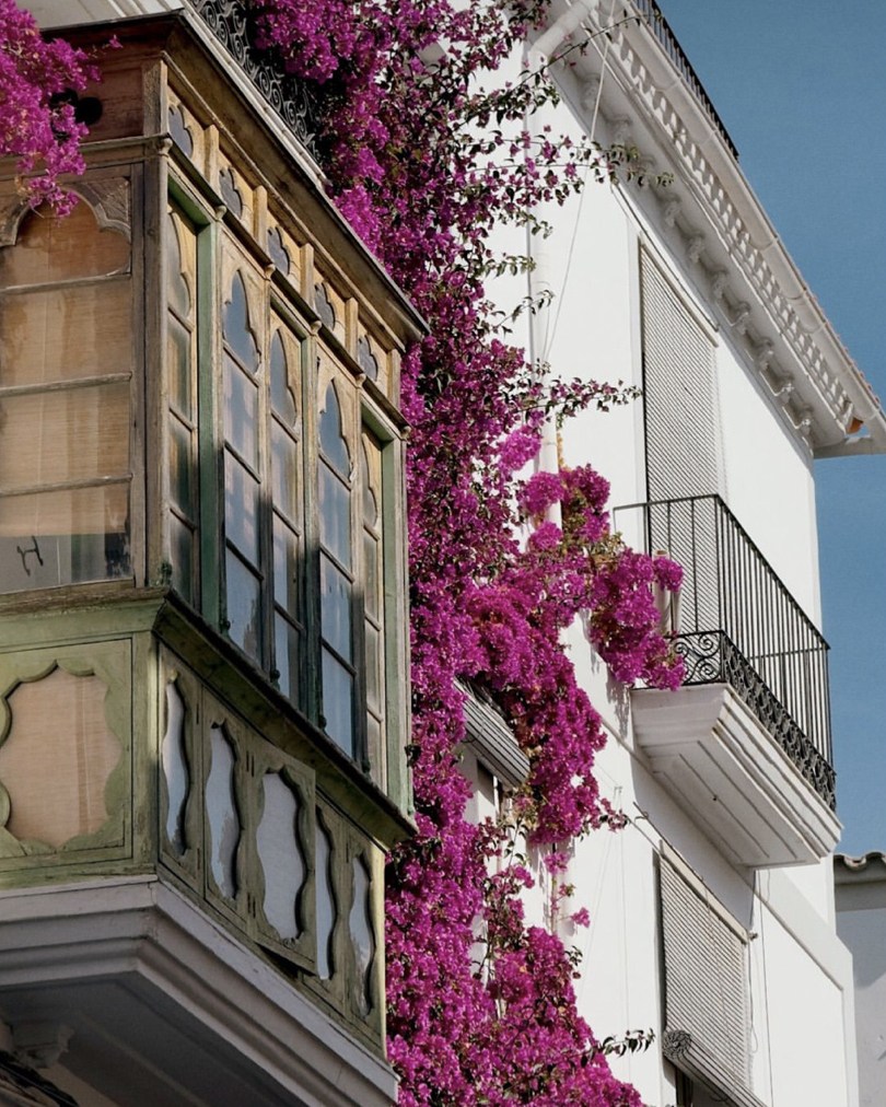 tanaman balkon tahan panas