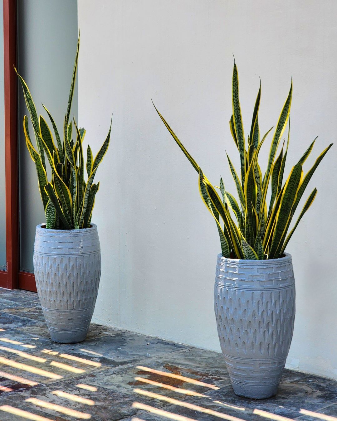 tanaman balkon tahan panas