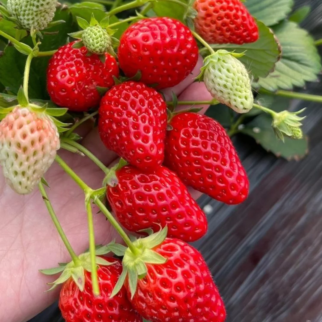 Tanaman buah stroberi
