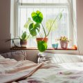 5 Daftar Tanaman di Kamar Kost yang Cantik dan Aesthetic