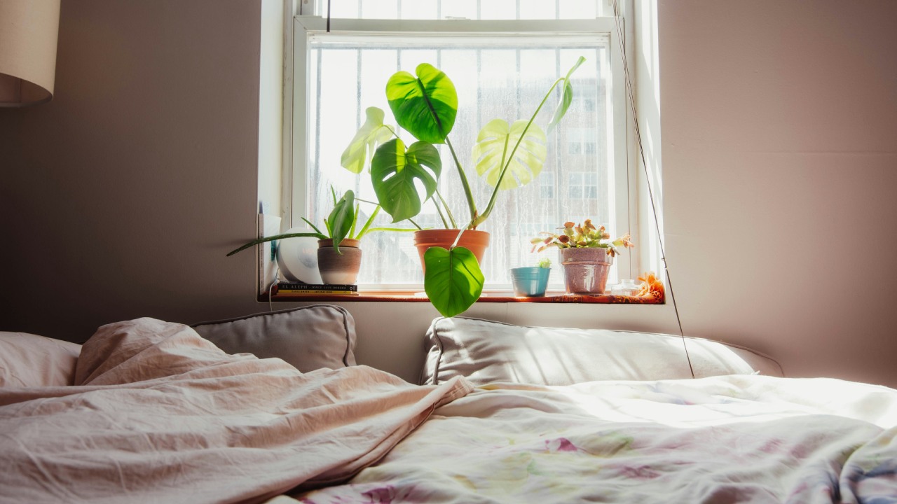 5 Daftar Tanaman di Kamar Kost yang Cantik dan Aesthetic