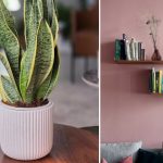 5 Jenis Tanaman di Pot Kecil yang Cocok untuk Dekorasi Rumah