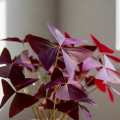 5 Jenis Tanaman Hias Daun Ungu yang Bikin Rumah Terlihat Lebih Elegan