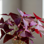 5 Jenis Tanaman Hias Daun Ungu yang Bikin Rumah Terlihat Lebih Elegan