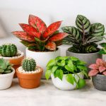 8 Tanaman Hias Pendek yang Cocok untuk Rumah Minimalis