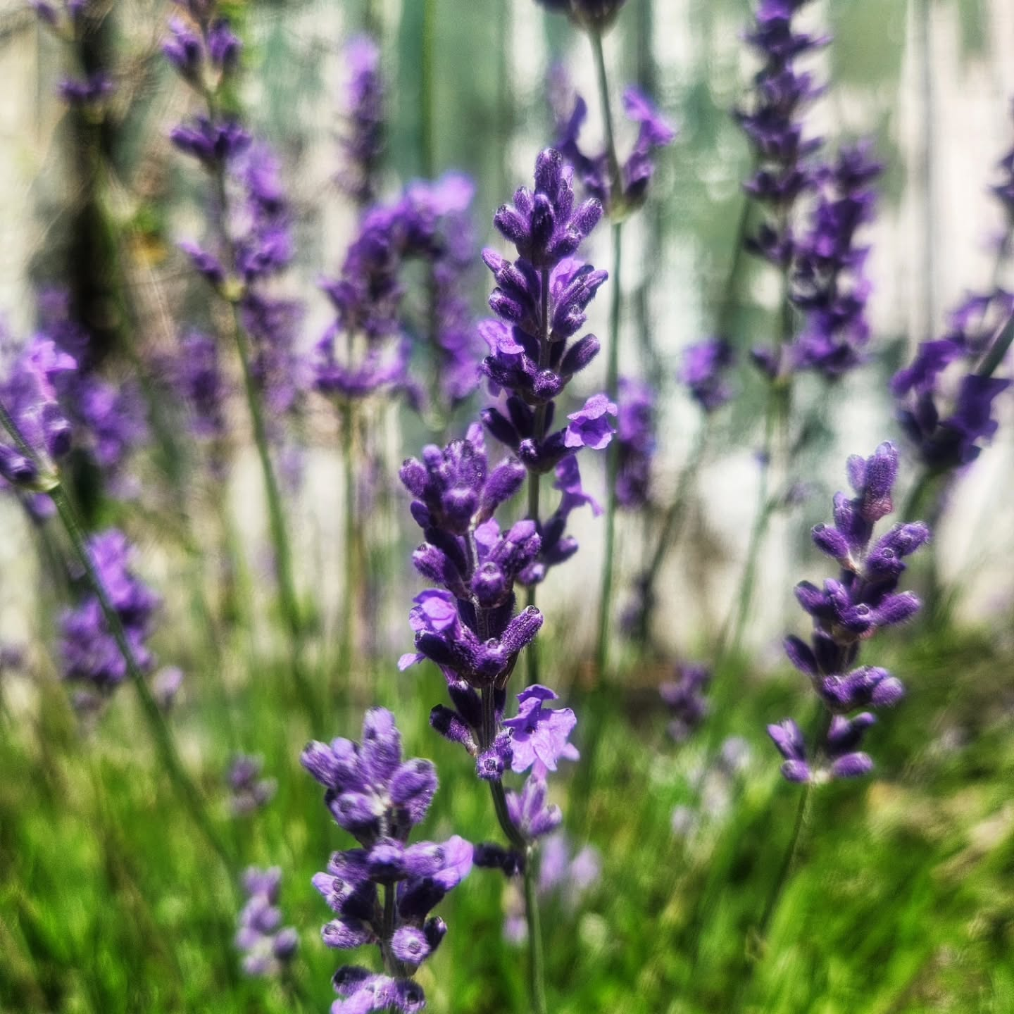 Tanaman lavender