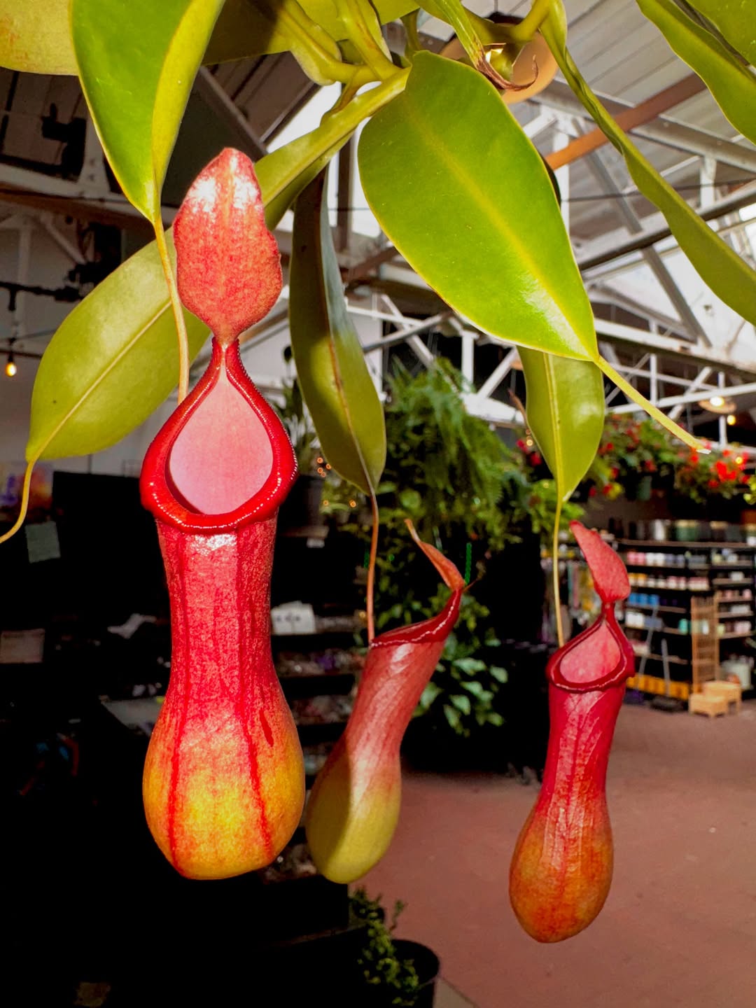 tanaman unik dan cantik