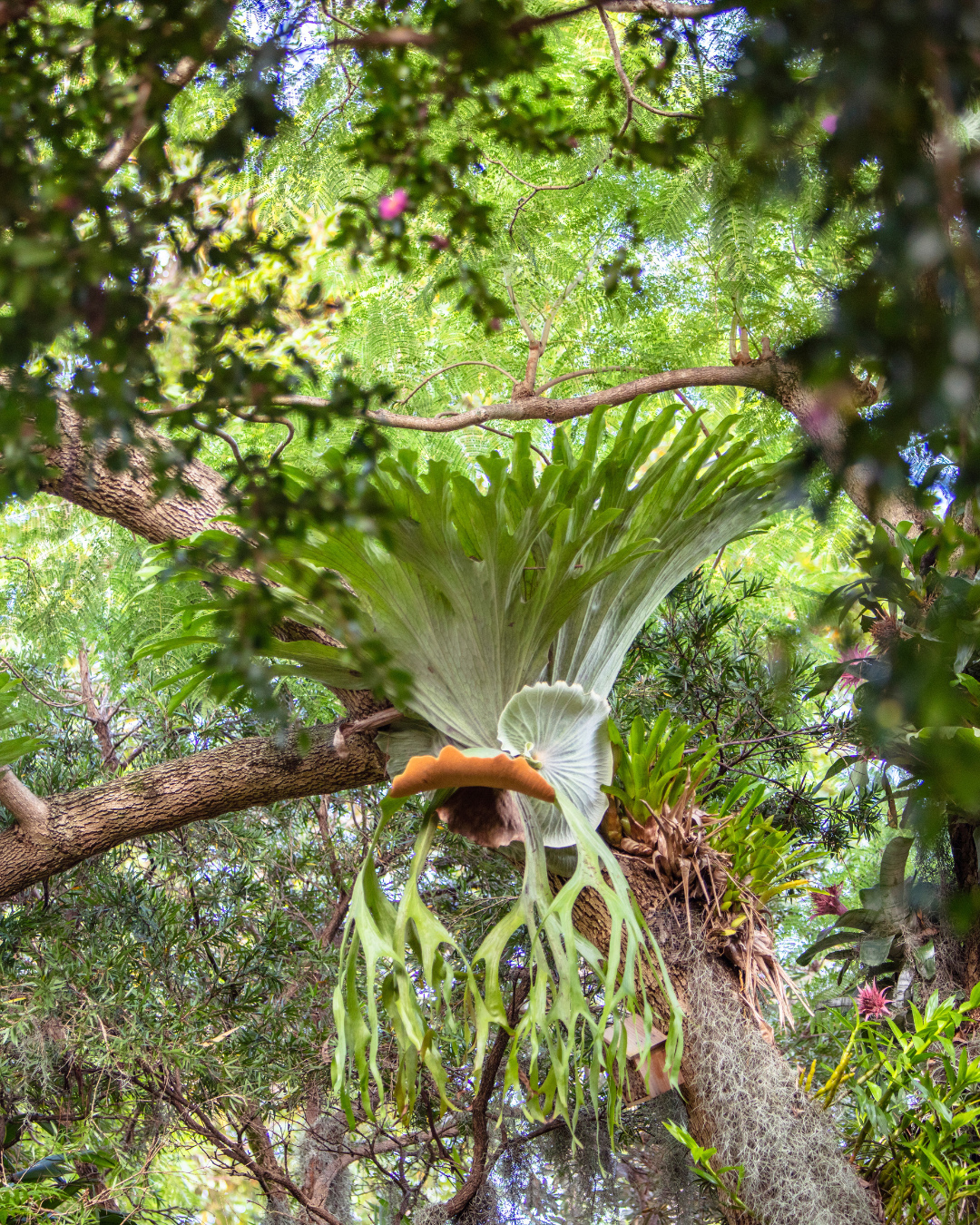 tanaman unik di indonesia