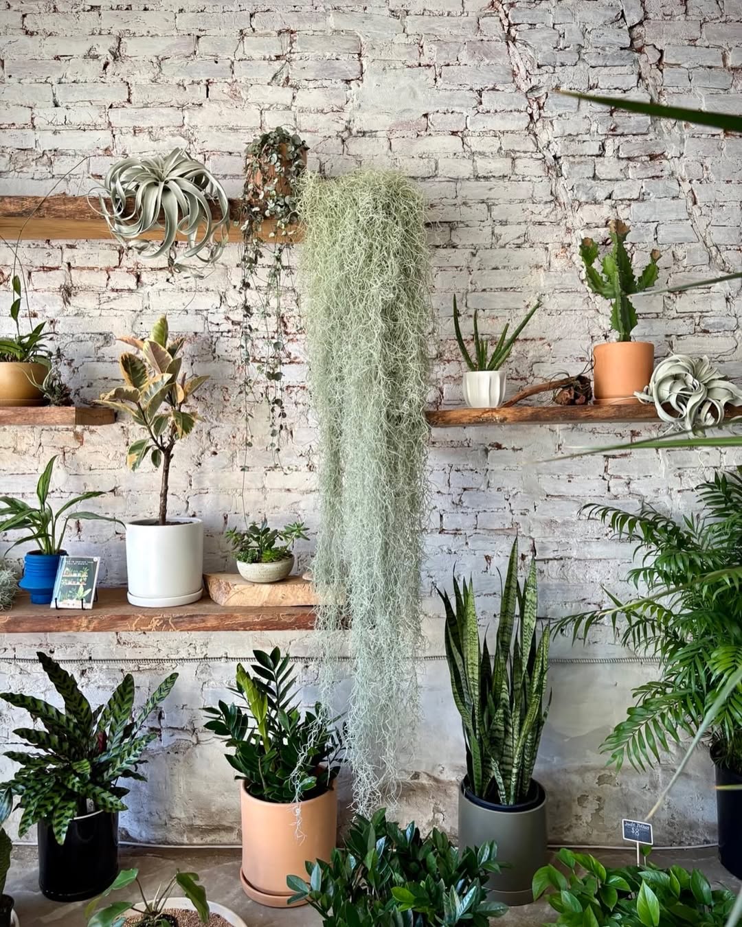 tanaman unik dan cantik