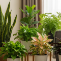5 Jenis Tanaman Hias yang Cocok di Tempat Teduh