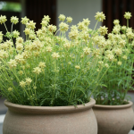 7 Jenis Tanaman yang Tidak Disukai Nyamuk, Cocok juga untuk Percantik Rumah