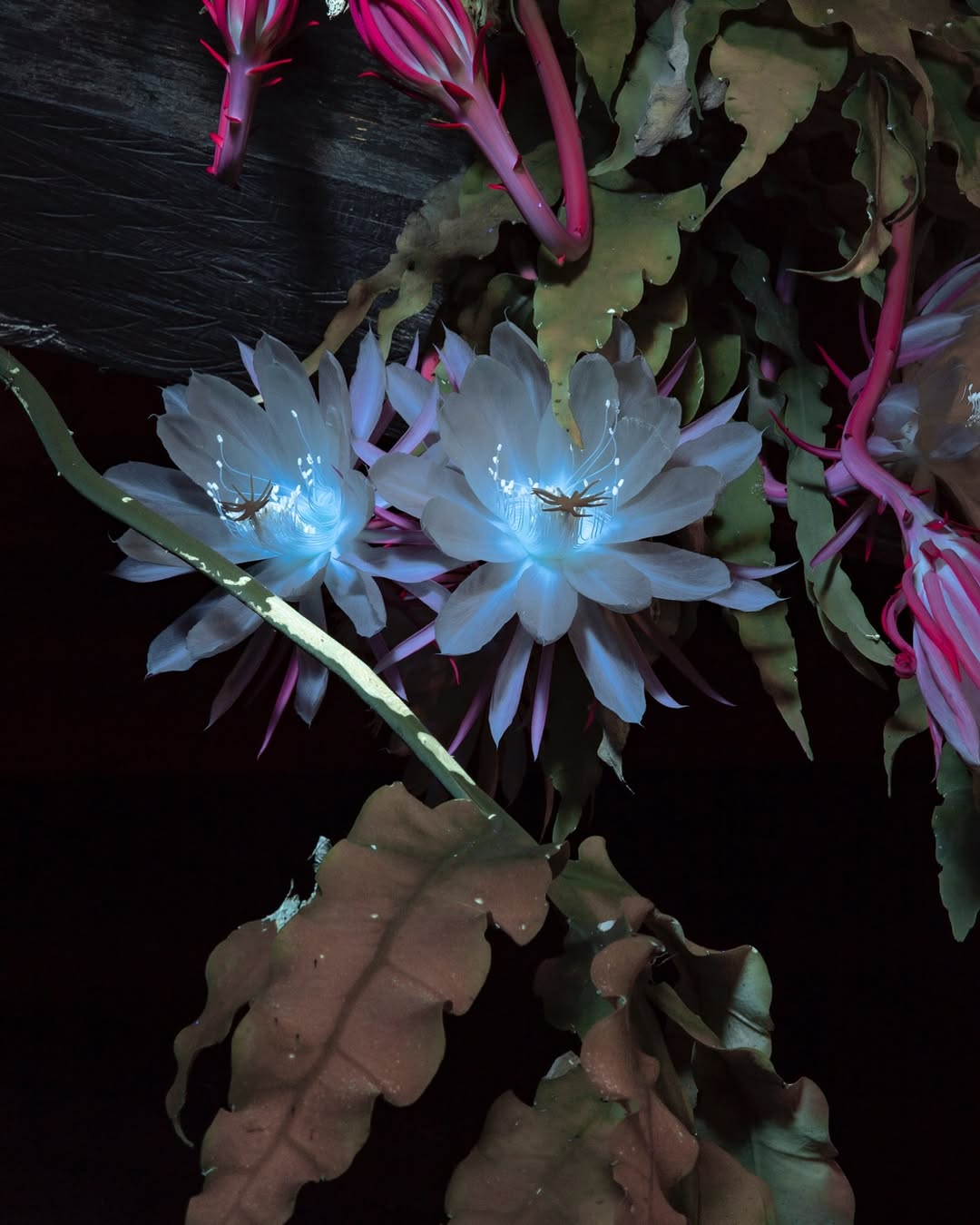 bunga unik dan cantik