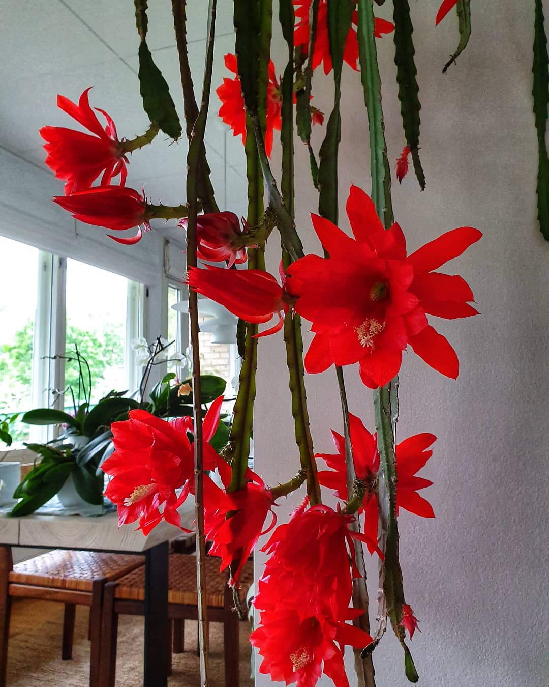 bunga wijayakusuma merah (epiphyllum ackermannii)