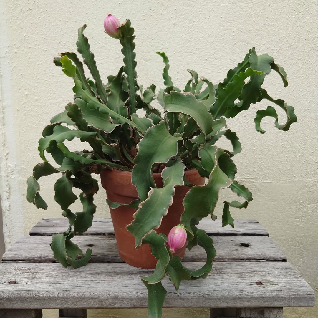 bunga wijayakusuma mini (epiphyllum guatemalense)