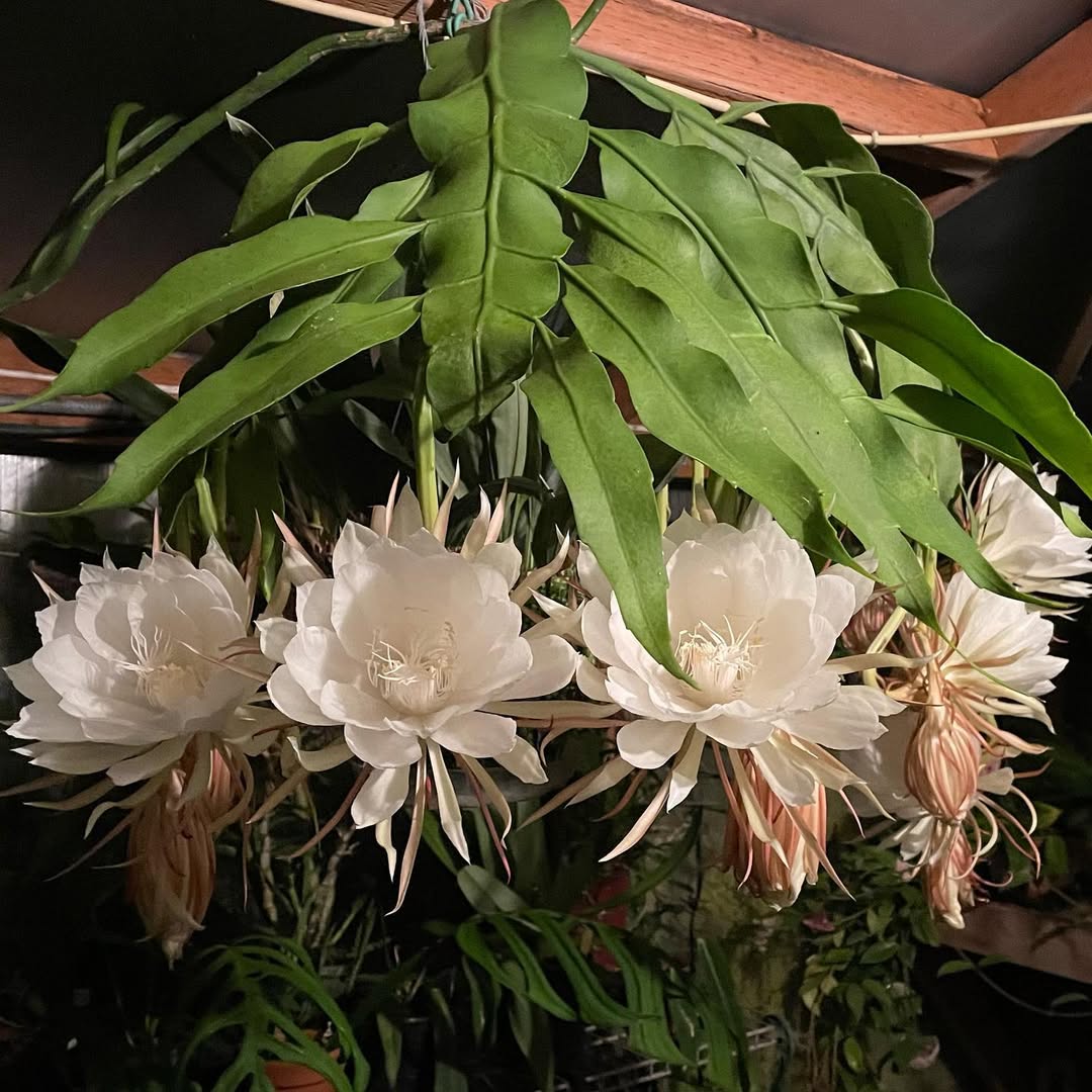 bunga wijayakusuma putih atau keraton (epiphyllum oxypetalum)
