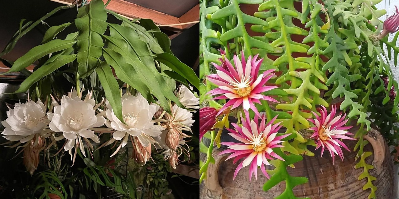 5 Jenis Bunga Wijayakusuma & Cara Merawatnya