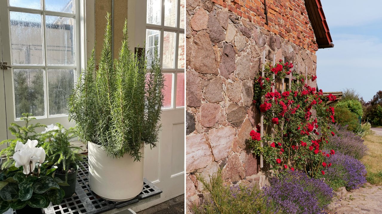 5 Tanaman yang Tidak Disukai Ulat untuk Mempercantik Rumah