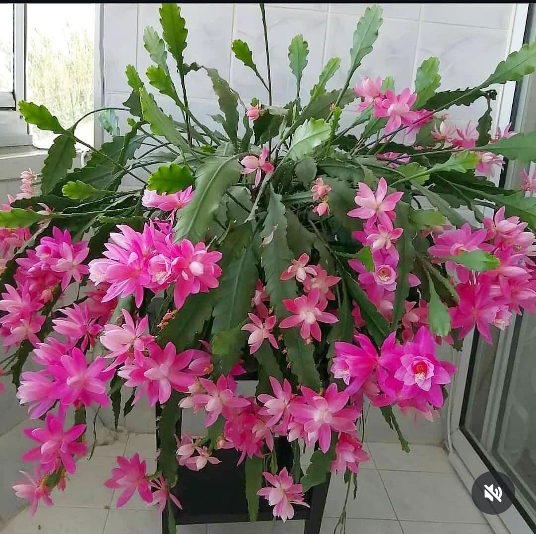epiphyllum cactus