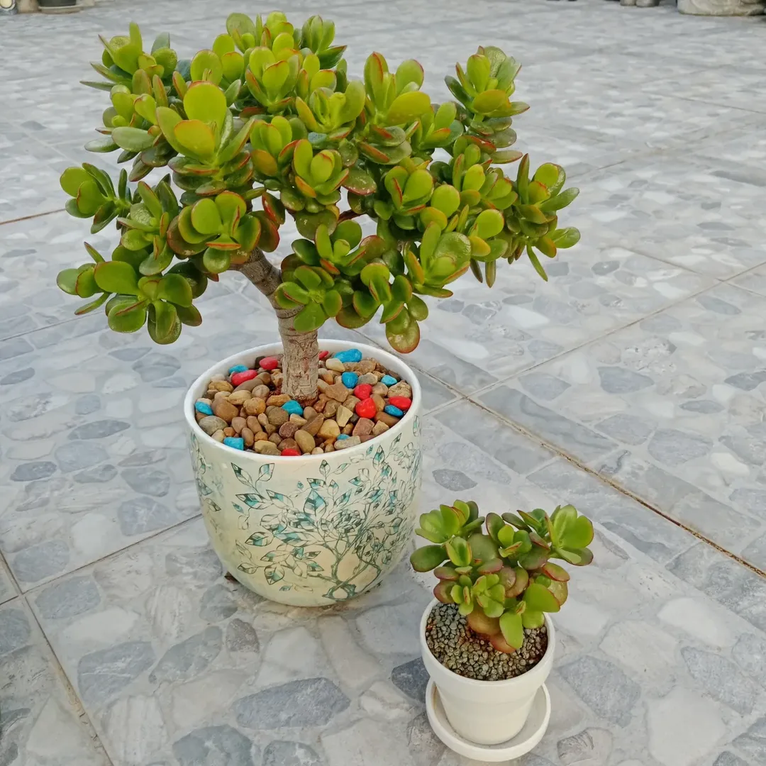 jade plant crosby's compact